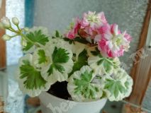 Пеларгония, Westdale Appleblossom