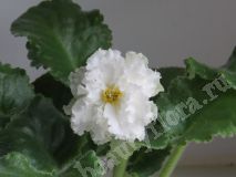 Фиалка АВ-Белый Медведь,укорененный