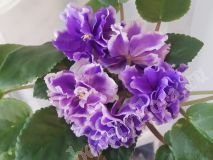 Фиалка АВ-Пена Морская,укорененный