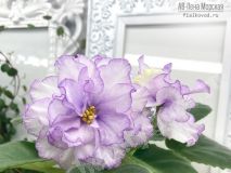 Фиалка АВ-Пена Морская,укорененный