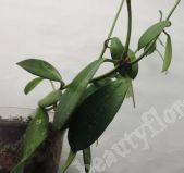 Хойя Diversifolia