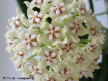 Хойя Globulosa, взрослое растение