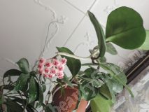 Хойя Obovata, взрослое растение