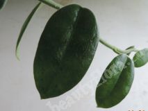 Хойя Guppyi, взрослое растение