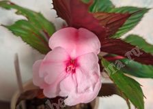 Бальзамин новогвинейский, розовый