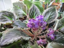 Фиалка ЛЕ-Парижские тайны