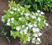 Гортензия Сбежавшая невеста,3