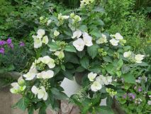 Гортензия Сбежавшая невеста,3