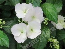 Гортензия Сбежавшая невеста,3