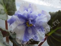 Фиалка Pat Tracey, стартер