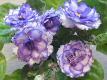 Фиалка Pat Tracey, стартер