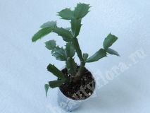 Шлюмбергера, розовая