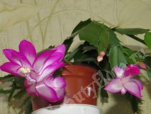 Шлюмбергера, розовая