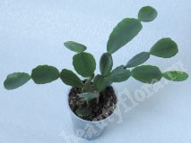 Шлюмбергера, розовая