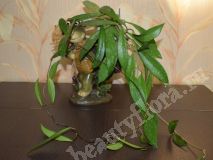 Хойя Рubicalyx Red Button, взрослое растение