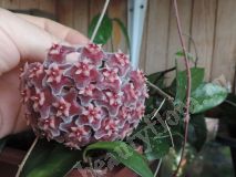 Хойя Рubicalyx Red Button, взрослое растение