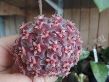 Хойя Рubicalyx Red Button, взрослое растение