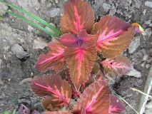 Колеус Розовый конг