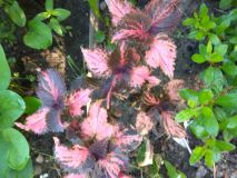 Колеус, см-1