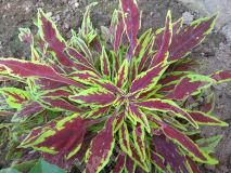 Колеус, Serrano