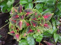 Колеус Spacecake