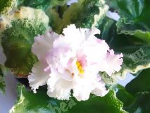 Фиалка Нд-Услада,укорененный