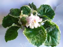 Фиалка Нд-Услада,укорененный