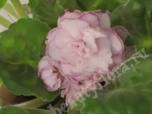 Фиалка АВ-Шелковые розы, стартер