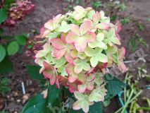 Гортензия метельчатая, Metallica