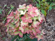 Гортензия метельчатая, Metallica