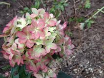 Гортензия метельчатая, Metallica