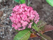 Гортензия метельчатая, Colorful Cocktail