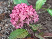 Гортензия метельчатая, Colorful Cocktail