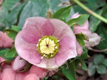 Морозник, Г2