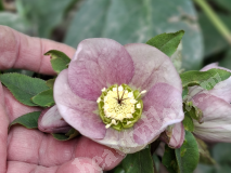 Морозник, Г2