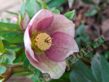 Морозник, Г2