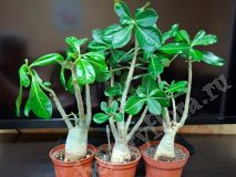 Набор адениумов