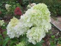 Гортензия метельчатая, Pantonella1