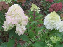 Гортензия метельчатая, Pantonella1