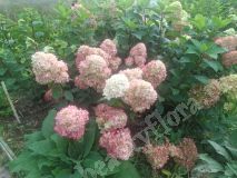 Гортензия метельчатая, Pantonella1