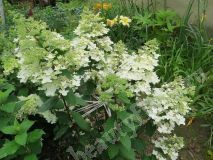 Гортензия метельчатая, БиДжей_1