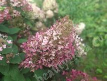 Гортензия метельчатая, БиДжей_1