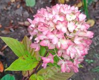 Гортензия метельчатая, Be Green