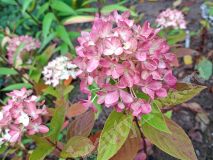 Гортензия метельчатая, Be Green