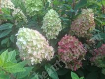 Гортензия метельчатая, Bonfire