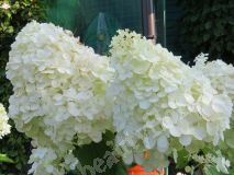 Гортензия метельчатая, Polar Bear 3