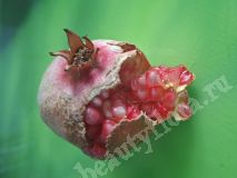 Гранат комнатный