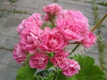 Пеларгония Swanland Pink/Australien Pink Rosebud/