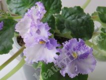 Фиалка Favorite Child