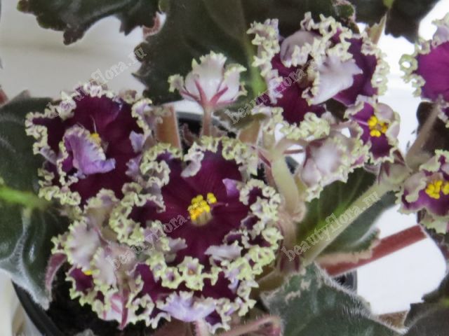 Внешний вид фиалки «Дон Жуан» привлекает взгляд своей красивой и оригинальной формой цветков.